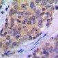 Anti-PLA2G4A (pS505) Antibody